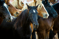 Cattle Call 2014